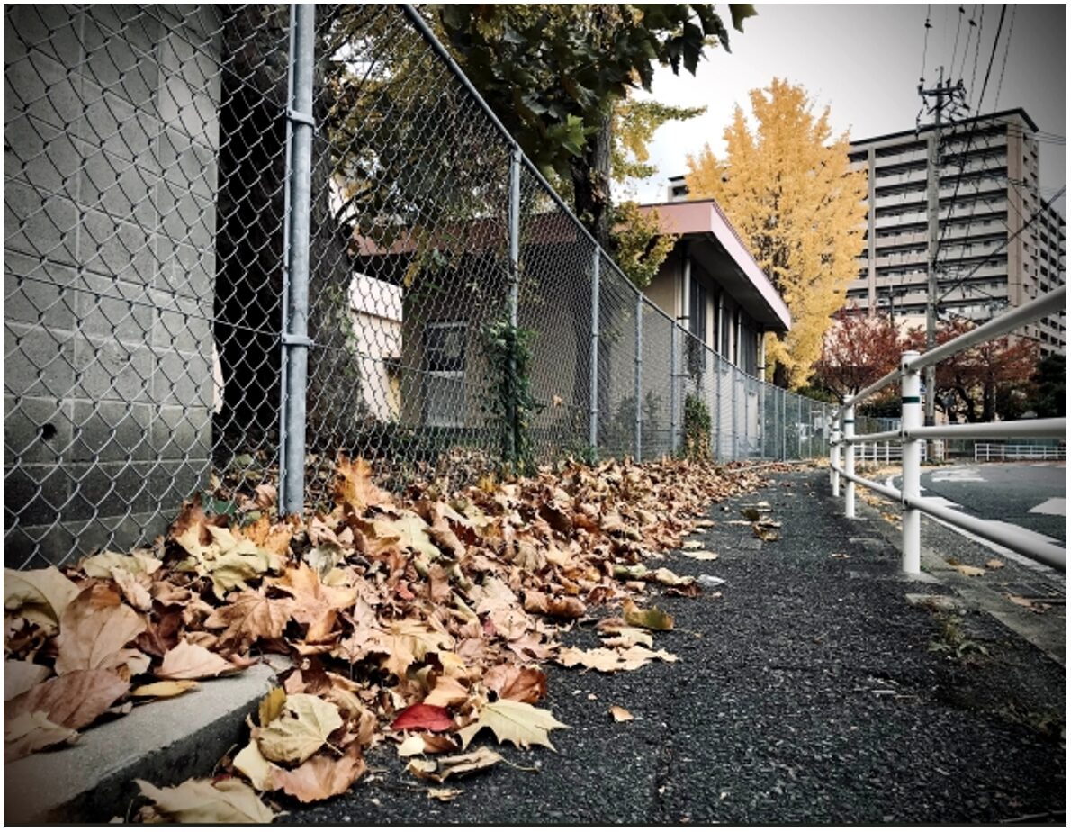 歩道,落ち葉